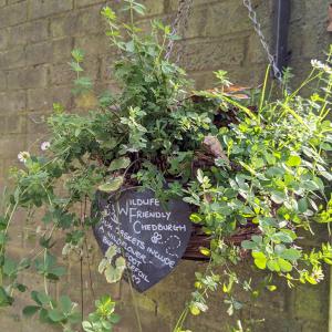 hanging basket